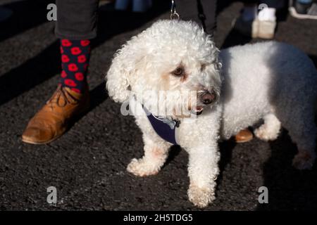 London, England. November 2021. Hubert der Hund mit Besitzer, der Socken mit Mohnblumen an während eines Gedenkdienstes zum Waffenstillstandstag in Whitehall, London, trägt Kredit: Sam Mellish / Alamy Live News Stockfoto