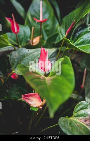 Schöner Blick auf rote Flamingorlümchen mit großen grünen Blättern im Garten Stockfoto