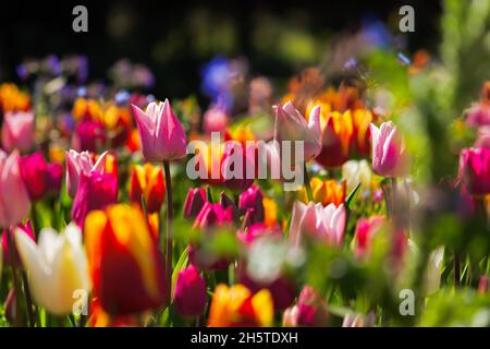 Frühlingsblumen Tulpen aus nächster Nähe im Garten. Heller, mehrfarbiger Hintergrund im Sonnenlicht. Vollformat mit unscharfem Hintergrund. Das Konzept eines Urlaubs Stockfoto