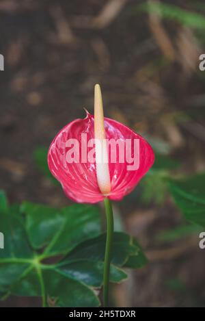 Nahaufnahme einer schönen roten Flamingo-Lilie im Garten Stockfoto