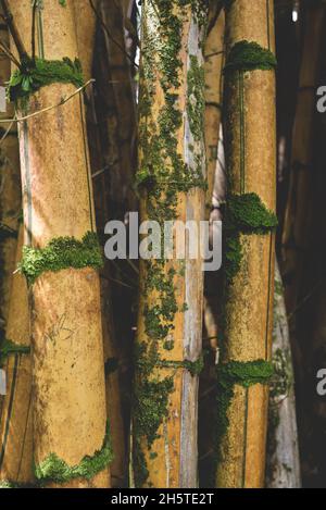 Nahaufnahme von moosigen Bambusstämmen im Wald Stockfoto