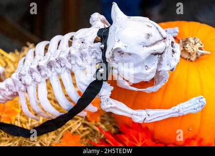 Halloween Skelett Dekorationen, NC Cafe, Saintes Maries de la Mer, Camargue, Frankreich Stockfoto