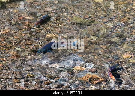 Kokanee Salmon, Oncorhynchus nerka, laichend in Twin Creek, einem kleinen Bach, der in Fish Lake in Utah mündet. Stockfoto