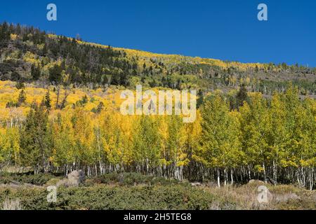 Der Pando Aspen Klon, der als der größte Einzelorganismus der Welt gilt, im Fishlake National Forest, Utah. Stockfoto