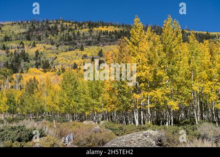 Der Pando Aspen Klon, der als der größte Einzelorganismus der Welt gilt, im Fishlake National Forest, Utah. Stockfoto