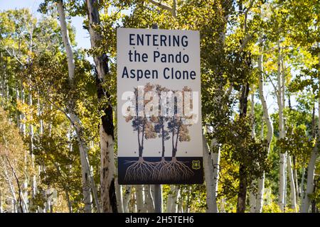 Der Pando Aspen Klon, der als der größte Einzelorganismus der Welt gilt, im Fishlake National Forest, Utah. Stockfoto