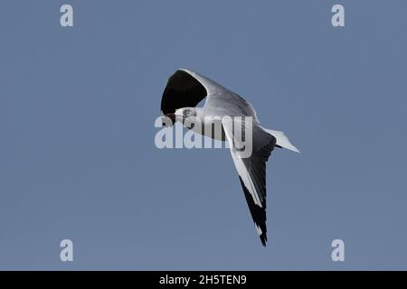 Grauköpfige Möwe im Flug mit blauem Himmel im Hintergrund Stockfoto