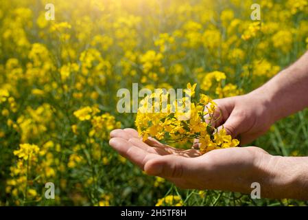 Rapsblumen, die in menschlicher Hand auf dem Hintergrund des oilsaed feeld gehalten werden Stockfoto