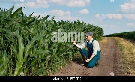 Kaukasischer selbstbewusster männlicher Maisanbauer in Overalls mit Tablet-pc in den Händen kniete sich bei Mais auf dem Feld zur Inspektion Stockfoto