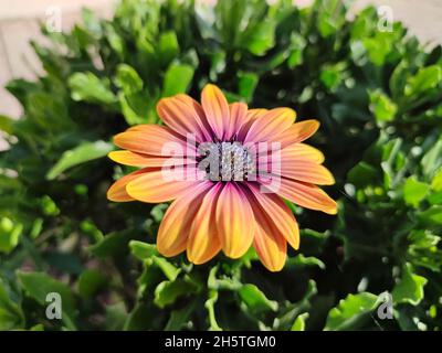 Einzelne orange-rosa Blüten der Afrikanischen Gänseblümchen (Osteospermum) aus der Nähe Stockfoto