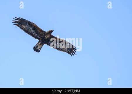 Bussard mit rauen Beinen, Buteo lagopus, schwebt am Himmel, Schwedisch Lappland, Schweden Stockfoto