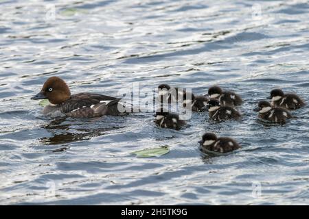 Weibchen gewöhnliches Goldeneye, Bucephala clangula mit acht Enten, die zusammen schwimmen, Gällivare, Schwedisch Lappland, Schweden Stockfoto