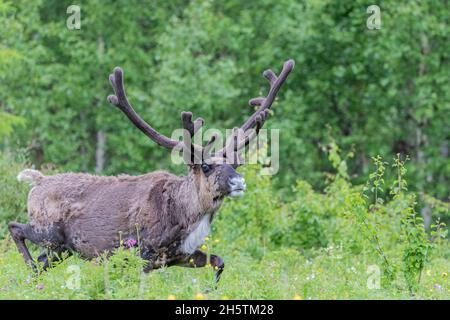 Rentier, Rangifer tarandus, auf einer Wiese mit Wald im Hintergrund und Blick in die Kamera, Provinz Norrbotten, Schweden Stockfoto