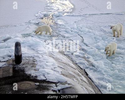 Drei Eisbären nähern sich dem Steuerbord des Schnellangriffs-U-Bootes USS Honolulu der US Navy der Los Angeles-Klasse, während sie am 11. Oktober 2003 vor der Nordküste Alaskas 280 Meilen vom Nordpol entfernt auftauchten. Die Bären verbrachten zwei Stunden damit, das Boot zu untersuchen, das sich auf einer klassifizierten Operation befand. Stockfoto