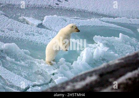 Ein Eisbär nähert sich dem Steuerbord des Schnellangriffs-U-Bootes USS Honolulu der US Navy der Los Angeles-Klasse, während er am 11. Oktober 2003 vor der Nordküste Alaskas 280 Meilen vom Nordpol entfernt auftauchte. Die Bären verbrachten zwei Stunden damit, das Boot zu untersuchen, das sich auf einer klassifizierten Operation befand. Stockfoto