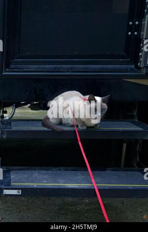 Tonkineskatze, rote Leine, auf Treppen sitzen, Wohnmobil, Campingplatz, Im Freien, Haustier, reinrassig, Katze, Tier, Hübsch, blaue Augen, Pr Stockfoto