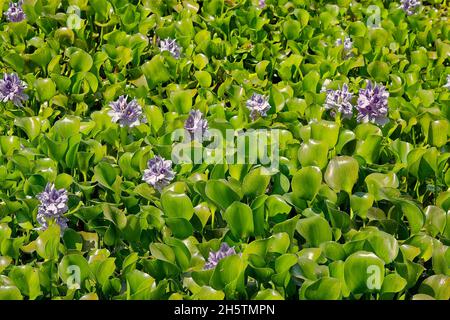 Wasserhyazinthen, Lavendelblüten, Eichhornia crassipes, Wasserpflanze, dichte Kolonie, Glänzende grüne Blätter, freischwebende Staude, Natur; Wildflowe Stockfoto