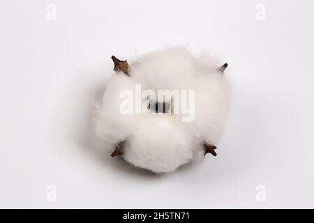 Cotone blüht auf weißem Hintergrund. Platz kopieren, für den Text platzieren. Draufsicht. Stockfoto