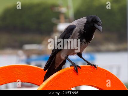 Corvus Cornix mit Kapuze im vollerwachsenen Gefieder aus nächster Nähe und in die Kamera schauend Stockfoto