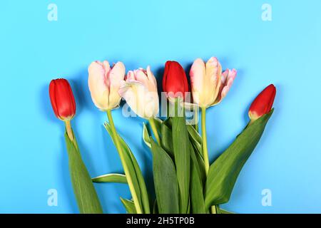 Bunte Tulpen auf blauem Hintergrund. Stockfoto