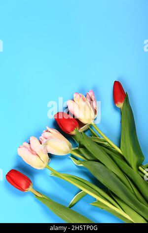 Bunte Tulpen auf blauem Hintergrund. Stockfoto