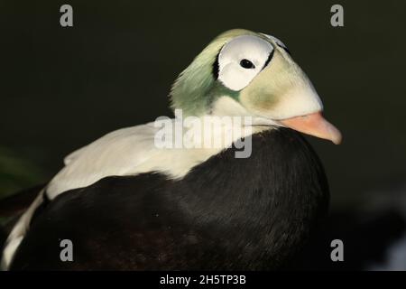 Ein männlicher Spectacled Eider, Somateria fischeri, steht am Ufer am Rande des Wassers im Arundel Feuchtgebiet Wildlife Reserve. Stockfoto