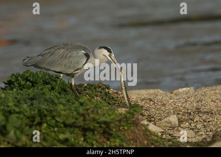 Ein Graureiher, Ardea cinerea, hat gerade einen Aal gefangen und ist dabei, ihn zu essen. Stockfoto