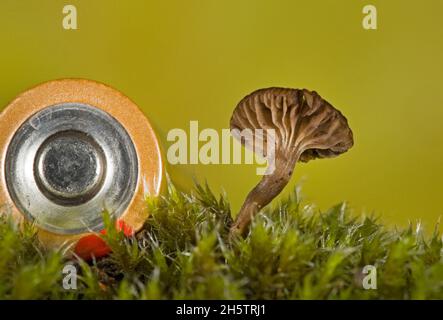 Kleine Mycena-Pilze, die in den Herbstwäldern in den Cascade Mountains im Zentrum von Oregon wachsen. Die AA-Batterie wurde dort zum Größenvergleich platziert. Stockfoto