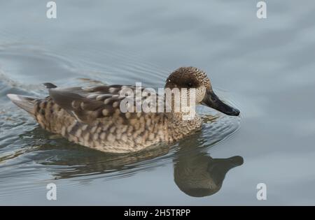 Eine Marbled-Ente oder Marbled Teal, Marmaronetta angustirostris, schwimmen auf einem See im Arundel Feuchtgebiet Wildlife Reserve. Stockfoto