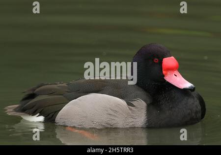 Ein wunderschöner Rosy-billed Pochard, Netta peposaca, der auf einem Teich im Sumpfgebiet Slimbridge schwimmt. Stockfoto