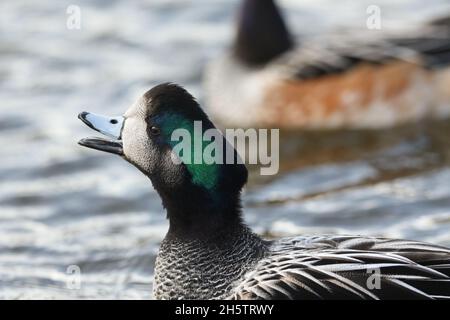 Ein Calling drake Chiloe Wigeon, Mareca sibilatrix, Schwimmen auf einem Teich in Slimbridge Feuchtgebiet Wildlife Reserve. Stockfoto