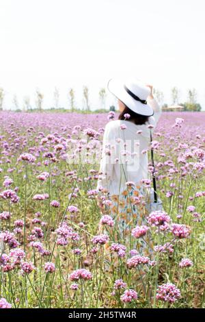 Mädchen geht durch ein Feld von hübschen lila rosa Blumen, ein Feld von Purptop Vervain (Verbena bonariensis) Stockfoto