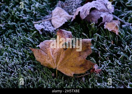 Gefallene Blätter während des Herbstes und mit einer Schicht Frost bedeckt Stockfoto