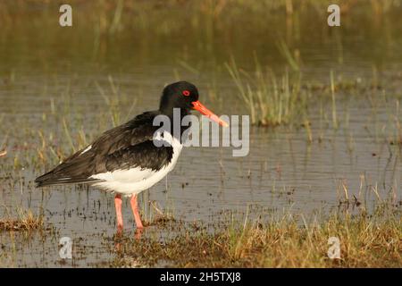 Austernfischer sind ein Küstenwader, der an Mündungen und Küsten gefunden wird, aber andere günstige Lebensräume nutzen wird, um sich wie überflutete Felder zu ernähren. Stockfoto