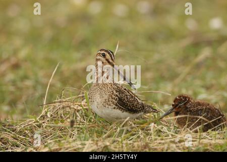 Schnepfe, gefunden auf dem Machair auf North Uist mit einem Küken. Der Boden ist sehr sandig, mit vielen Gräben und feuchten Flächen für die Vögel zu füttern. Stockfoto