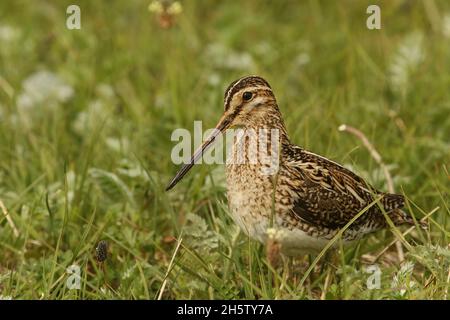 Schnepfe, gefunden auf dem Machair auf North Uist mit einem Küken. Der Boden ist sehr sandig, mit vielen Gräben und feuchten Flächen für die Vögel zu füttern. Stockfoto