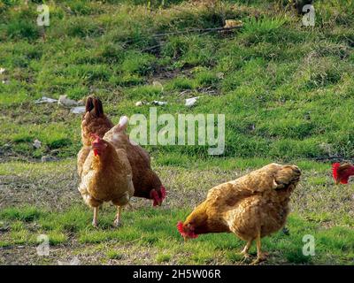 Eine Gruppe von Hühnern, die Gras auf einer grünen Wiese im Hof fressen Stockfoto