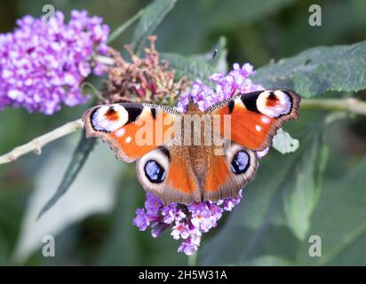 Europäischer Pfauenschmetterling, Aglais io, auf Buddleia ( buddleja, Buddlea ) blüht im Sommer, Cumbria UK Stockfoto