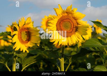 Sonnenblumen im Feld gegen Himmel - Sommer Stockfoto
