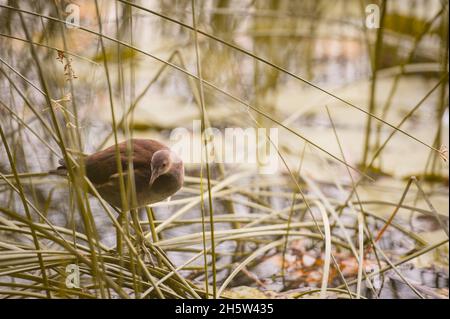 Am Ufer des Sees im Gras sitzt ein Schilfklatscher Stockfoto