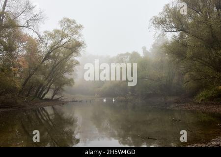 Rheinauen Auen See und Bäume an einem nebligen Morgen im Herbst, Plittersdorf, Deutschland. Stockfoto