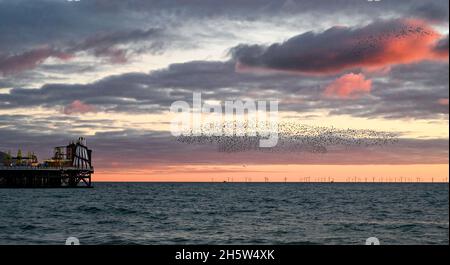 Brighton UK 11. November 2021 - Heute Abend Findet Vor der Strandpromenade von Brighton am Palace Pier bei Sonnenuntergang ein Gemurmel von Staren statt. Die Stare versammeln sich jede Nacht in der Dämmerung zwischen November und März, bevor sie unter dem Pier roosting : Credit Simon Dack / Alamy Live News Stockfoto