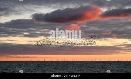 Brighton UK 11. November 2021 - Heute Abend Findet Vor der Strandpromenade von Brighton am Palace Pier bei Sonnenuntergang ein Gemurmel von Staren statt. Die Stare versammeln sich jede Nacht in der Dämmerung zwischen November und März, bevor sie unter dem Pier roosting : Credit Simon Dack / Alamy Live News Stockfoto