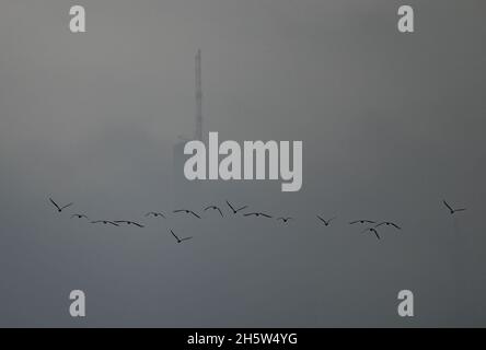 Frankfurt, Deutschland. November 2021. 11. November 2021, Hessen, Frankfurt/Main: Eine Vogelschar fliegt auf den Turm der Commerzbank-Zentrale zu, der sich aus Nebelwolken erhebt. Foto: Arne Dedert/dpa Kredit: dpa picture Alliance/Alamy Live News Stockfoto