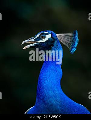 Indischer Pfau, indischer Pfau männlich, indischer Pfauenfedern Show, indischer Pfau männlich zeigt Feder Stockfoto