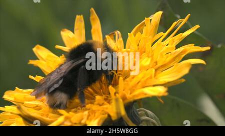 Im Sommer sammelt die flauschige Hummel Nektar auf der gelben Dandelionenblume. Nahaufnahme von gefährlichen Insekten, die auf einem gelben Blütenkopf krabbeln. Stockfoto