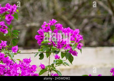 Blume bekannt als drei Marys im Freien in Rio de Janeiro. Stockfoto