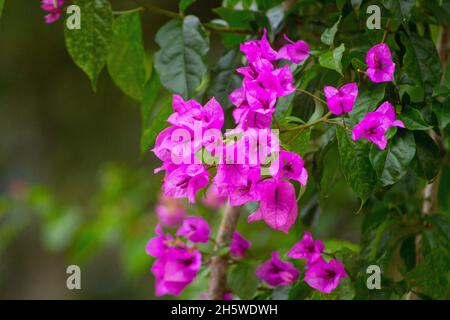 Blume bekannt als drei Marys im Freien in Rio de Janeiro. Stockfoto