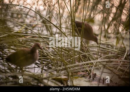 Am Ufer des Sees im Gras sitzt ein Schilfklatscher Stockfoto