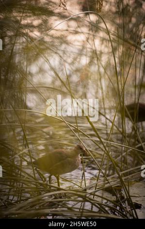 Am Ufer des Sees im Gras sitzt ein Schilfklatscher Stockfoto